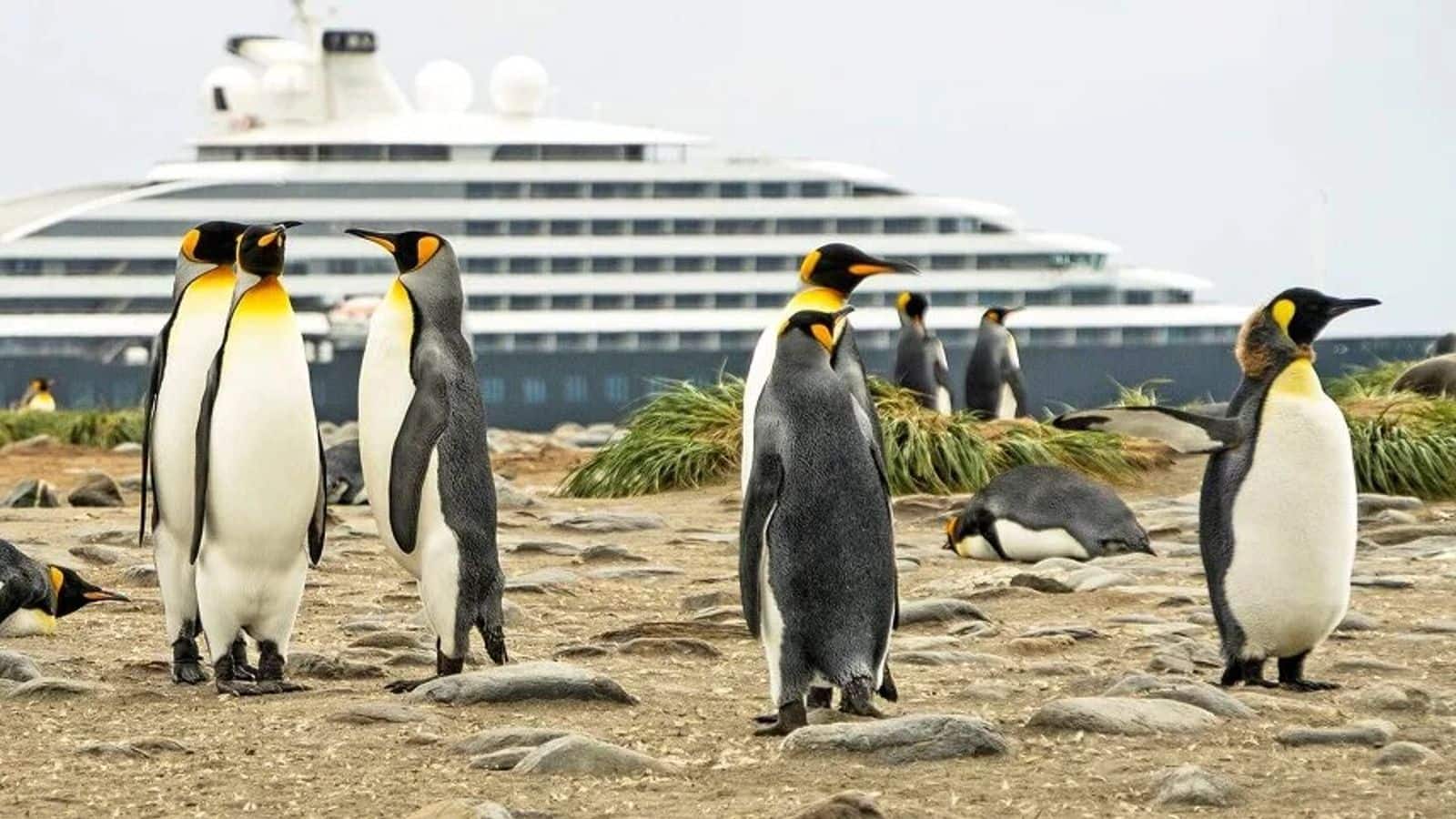 Antarctic expedition cruise: Encounter emperor penguins