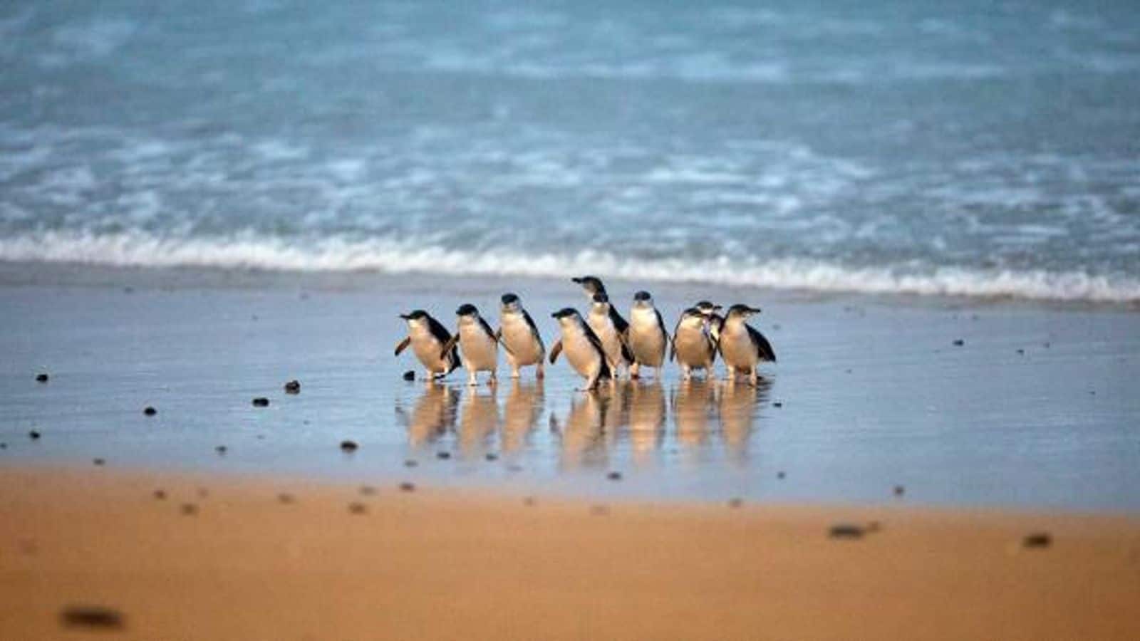 Witness the magical penguin parade on Phillip Island, Australia
