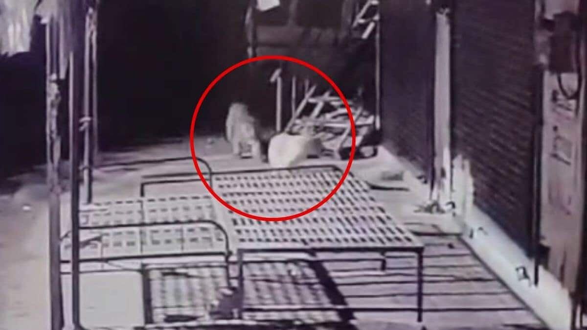 Video: Terrifying moment leopard catches pet dog caught on CCTV 