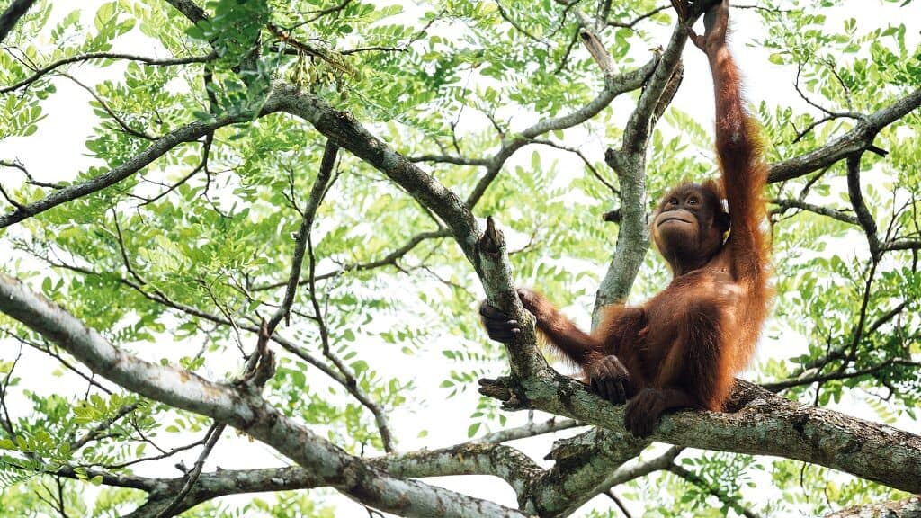 Why pandas, orangutans are used as diplomatic tools