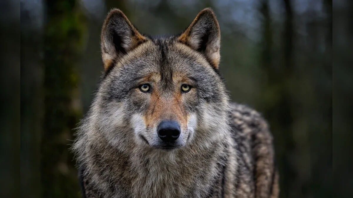 'It attacked my neck': UP local narrates killer wolf attack