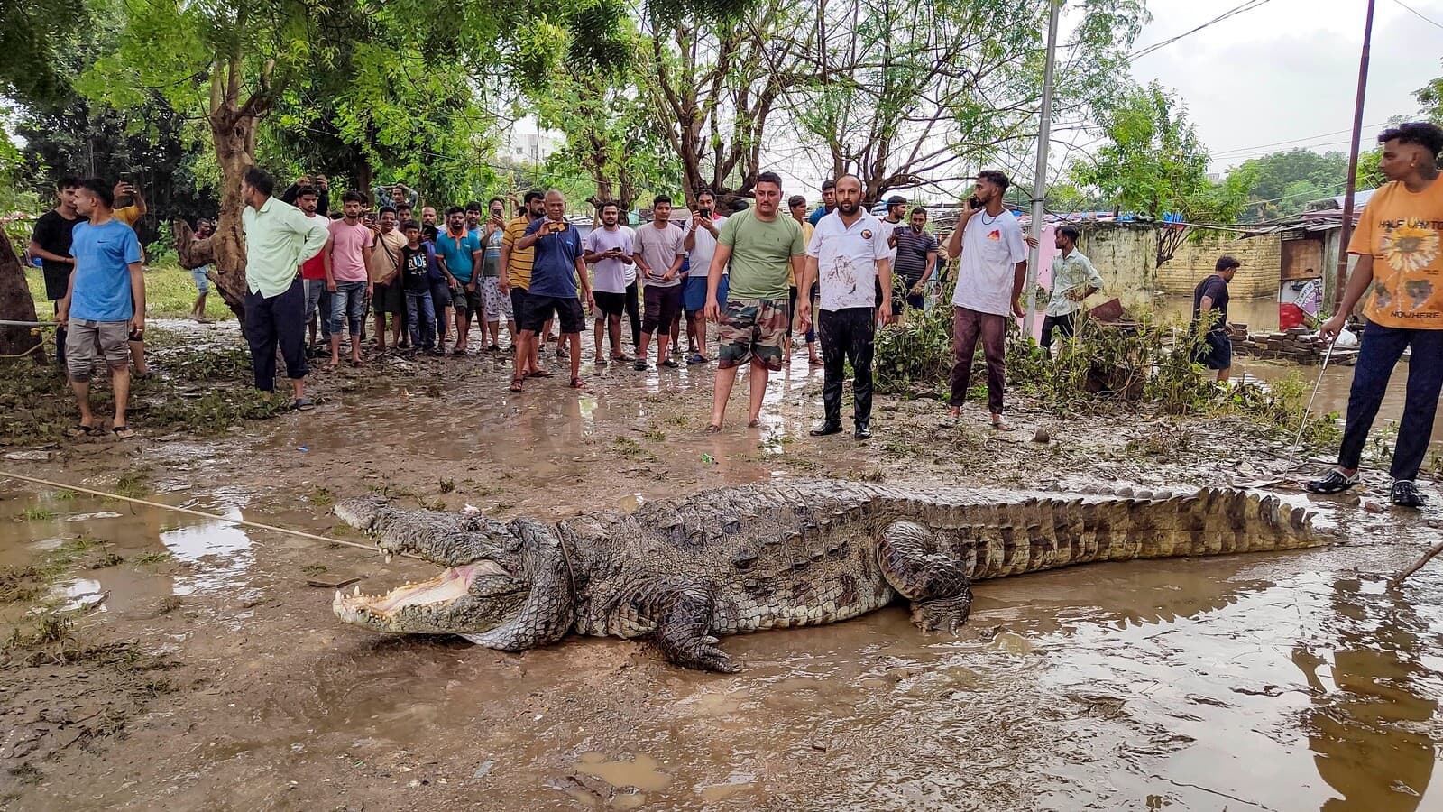 After floods, Gujarat is grappling with problem of stray crocodiles