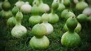 Calabash oil: An underrated beauty ingredient 
