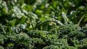 Simple ways to grow healthy Siberian kale