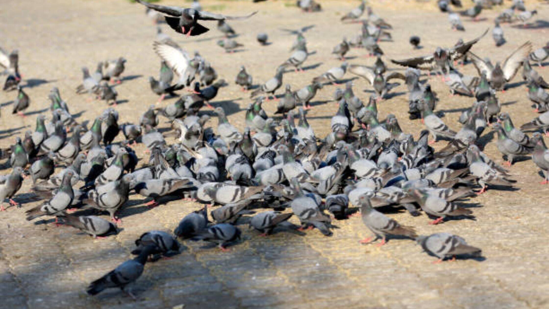 MCD mulls ban on pigeon-feeding spots in Delhi; know why 