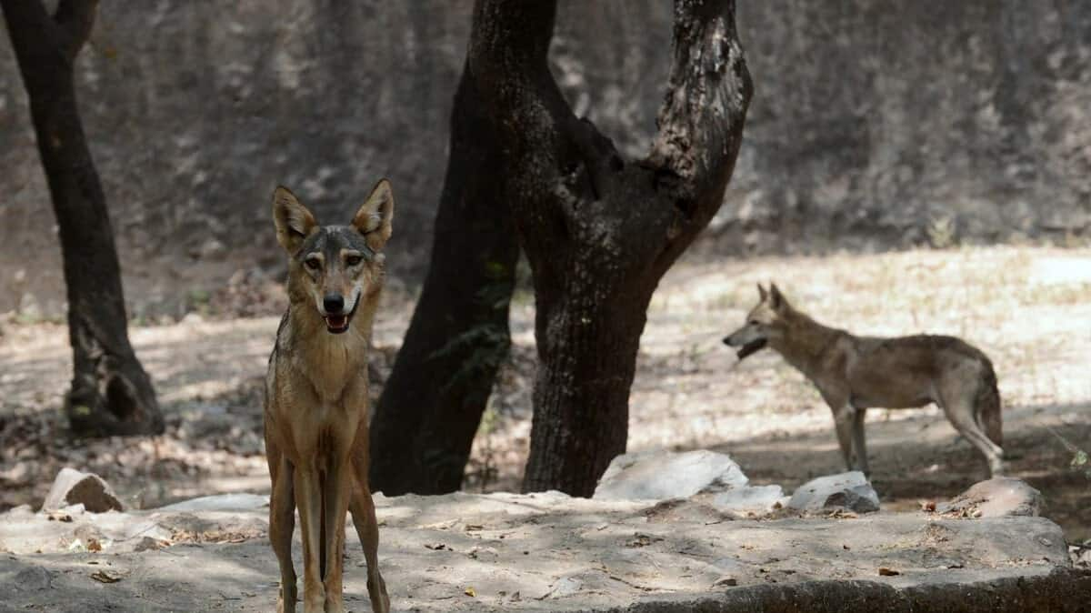 Killer wolves terrorizing UP's Bahraich; 8 villagers killed since July 