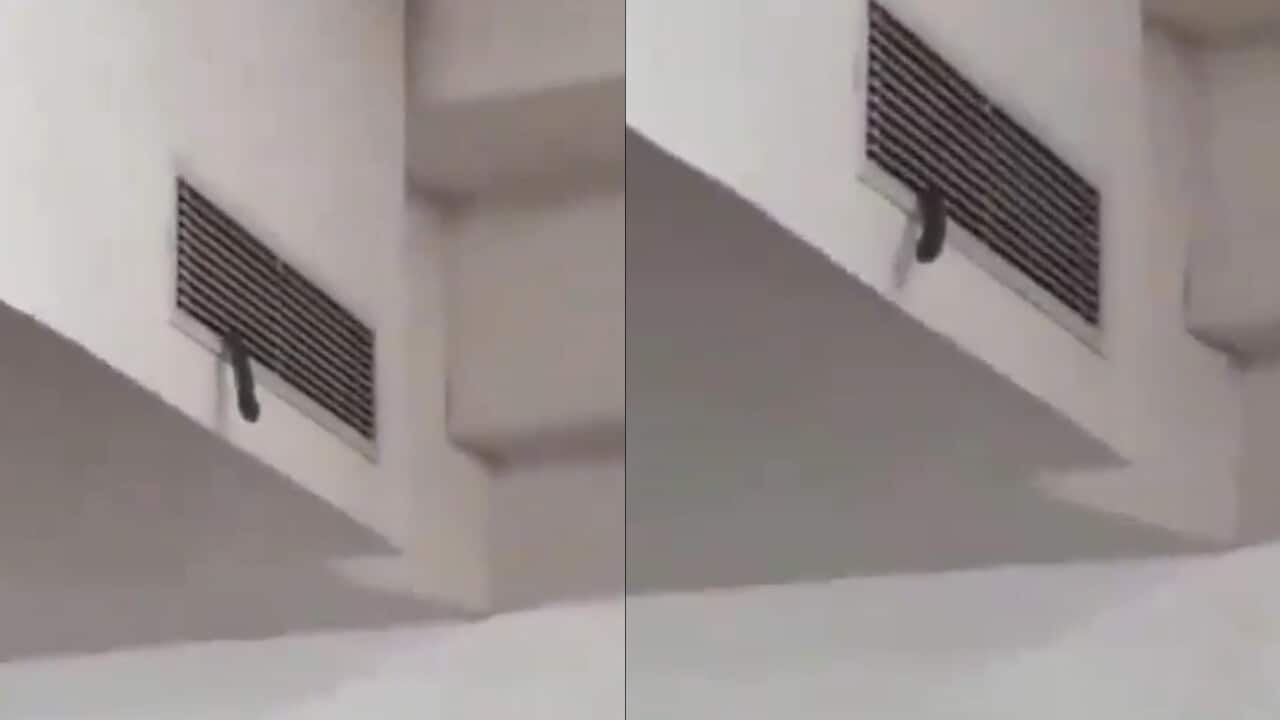 Video: Snake crawls out of AC duct in Noida university