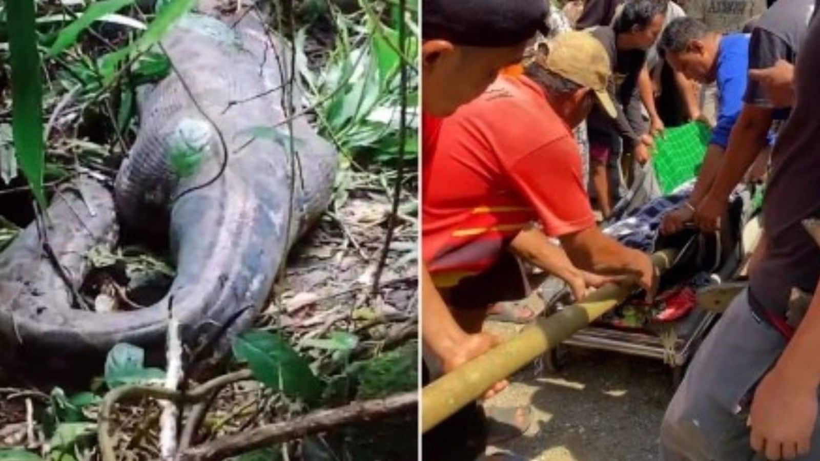 Missing Indonesian woman found dead inside giant python after days 