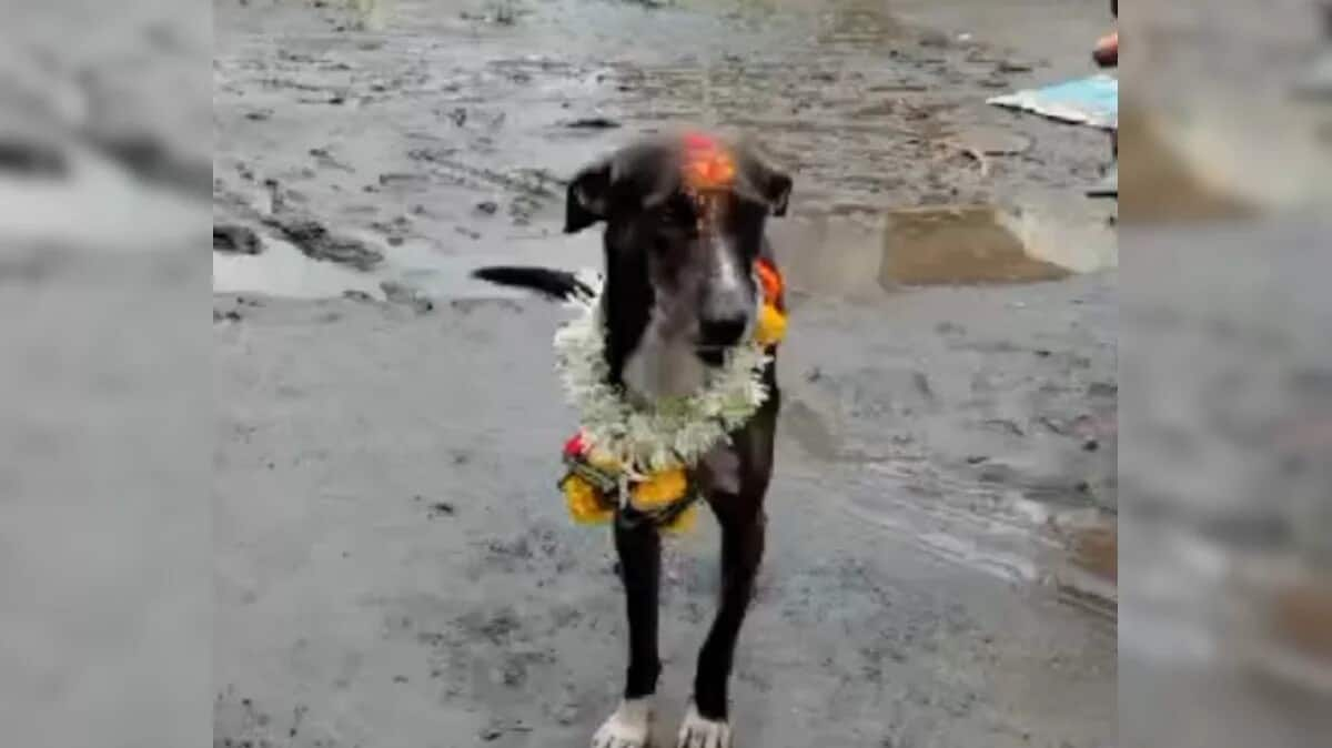 Lost dog travels 250km to return home in Karnataka village 