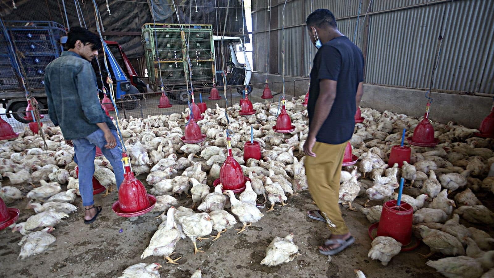 Avian flu outbreak hits government-run poultry farm in Kerala