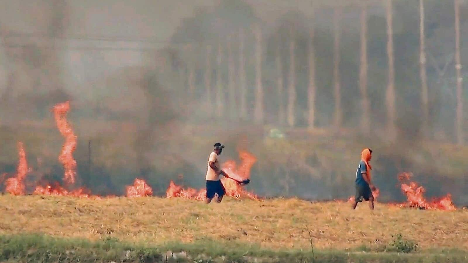 SC slams Centre over stubble burning, calls environment laws 'toothless'