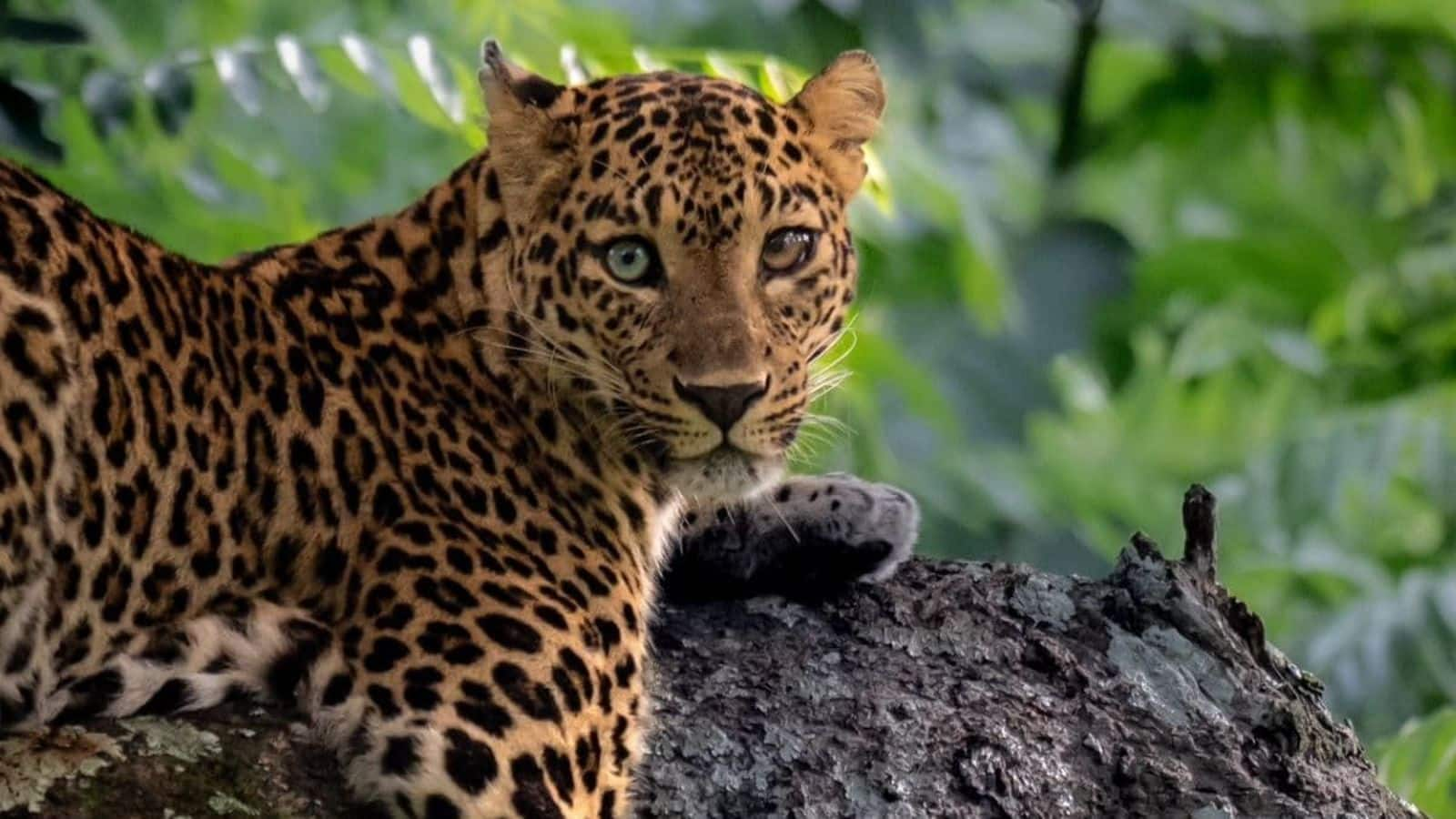 Leopard with two different-colored eyes photographed in Bandipur 