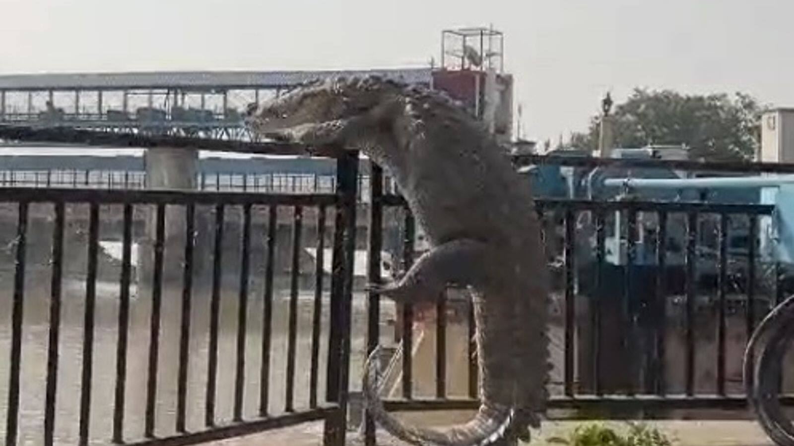 Video: 10-foot crocodile creates panic in Uttar Pradesh town