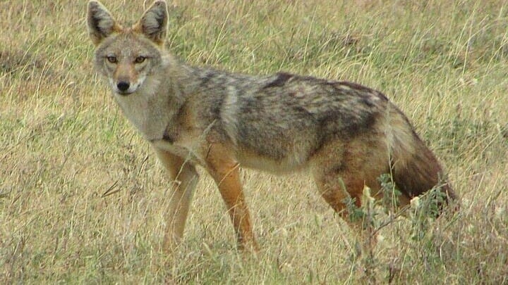 After 'killer' wolves, jackals terrorize UP villages; 12 people attacked