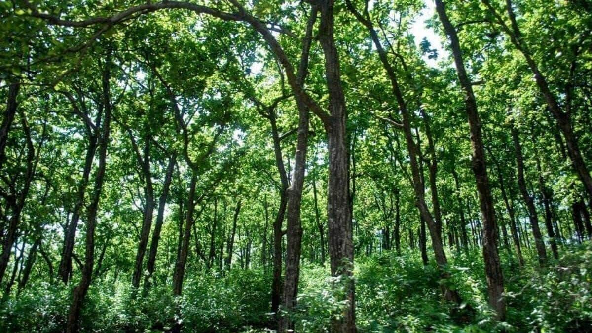 How many square kilometers of forest does India have 