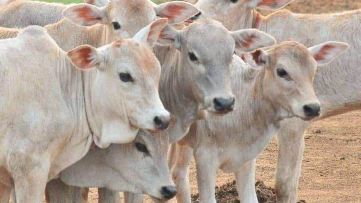 Rajasthan Congess, BJP spar over ban on calling cows 'strays'