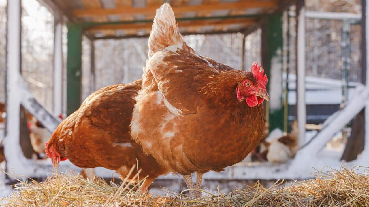 Bird flu scare reduces chicken demand; mutton, fish prices soar  