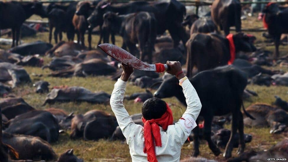 What is Nepal's Gadhimai Festival, dubbed the world's 'bloodiest' event 