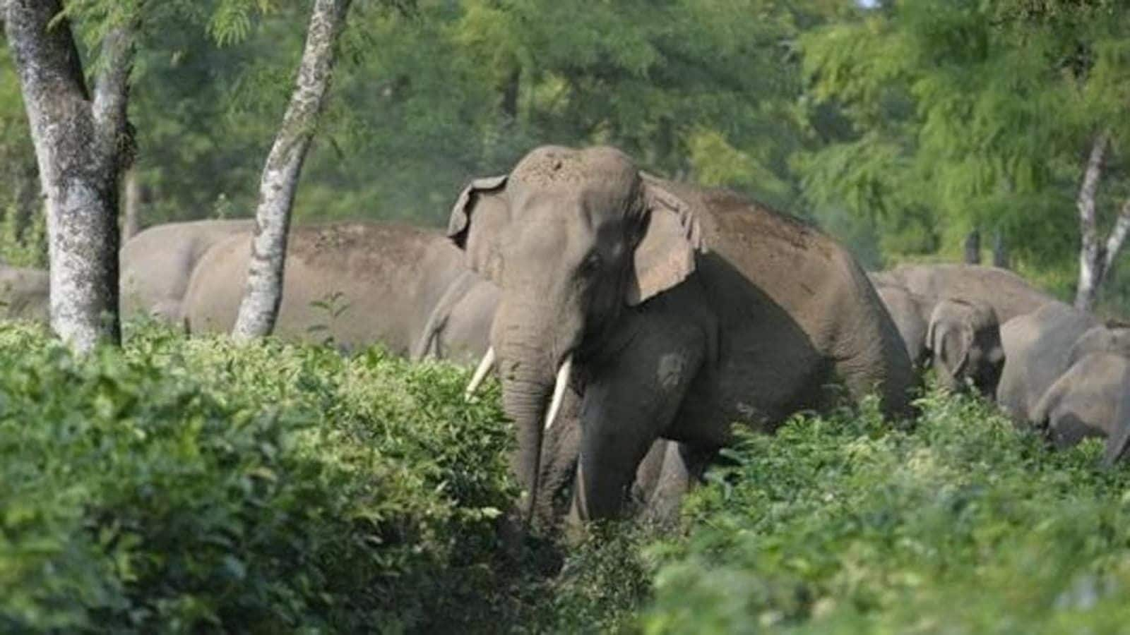 Wild elephants guard Wayanad landslide survivors till help arrived 