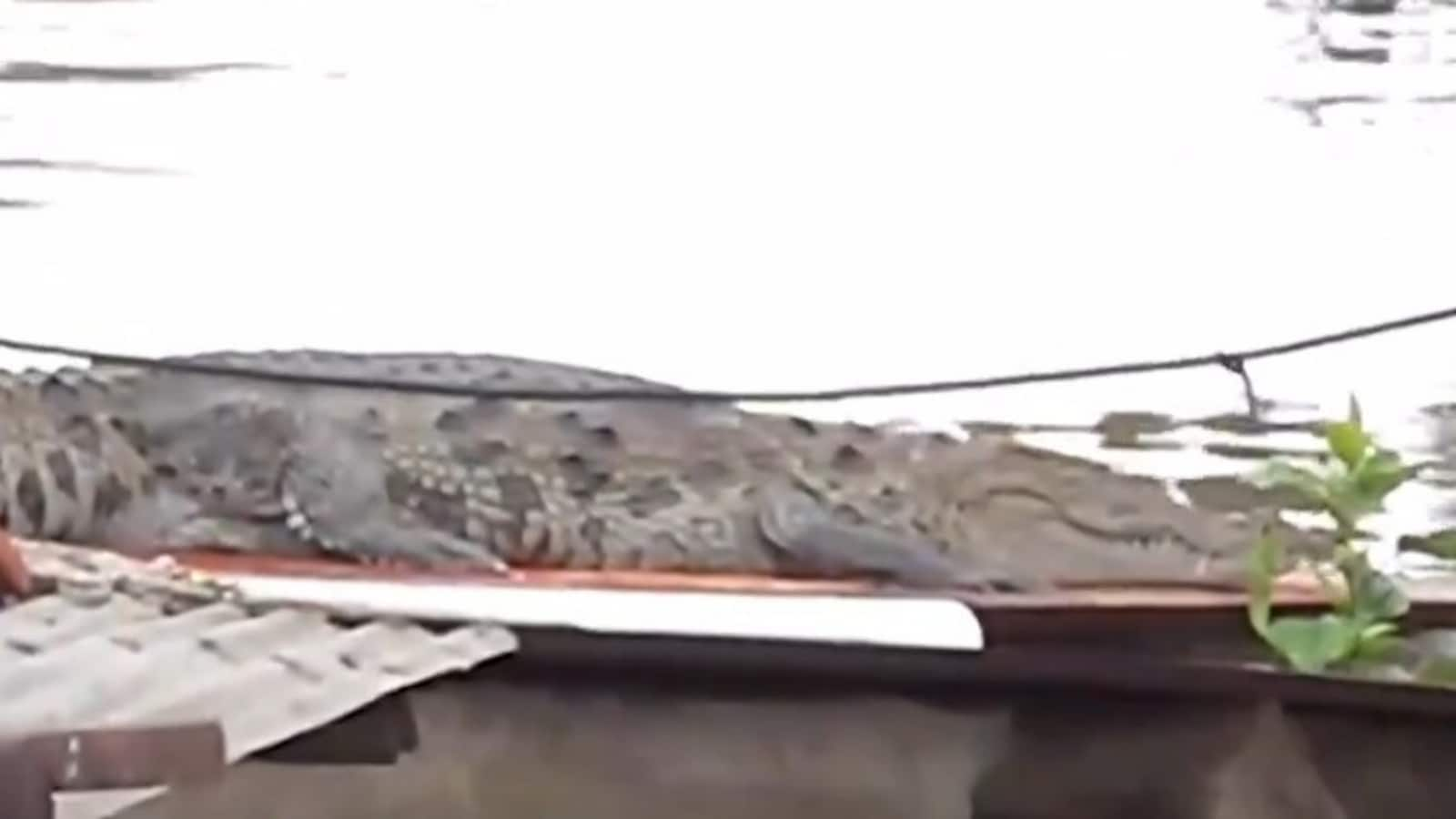 Video: Crocodile spotted on Gujarat house roof after heavy rains