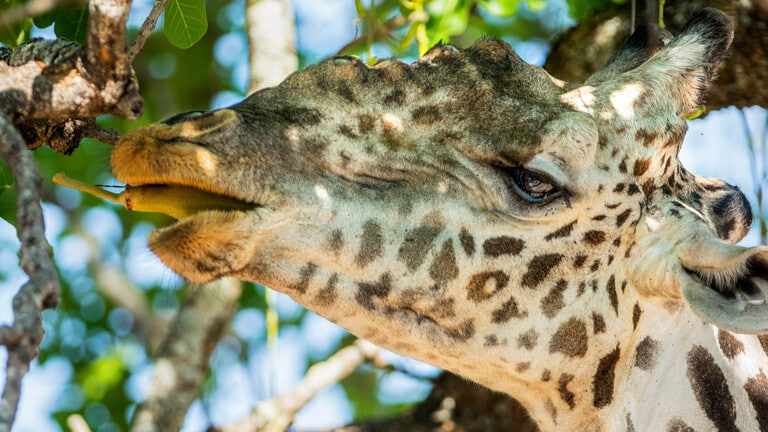 Giraffes may soon be 'endangered'; know why  