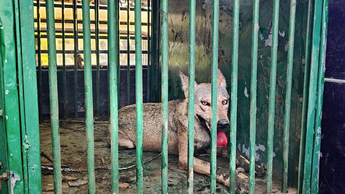 Bahraich: Months-long 'wolf terror' ends; last animal beaten to death