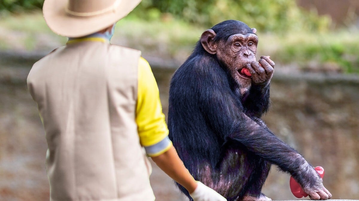 Chimpanzees face food shortage as zookeeper steals, sells their food 