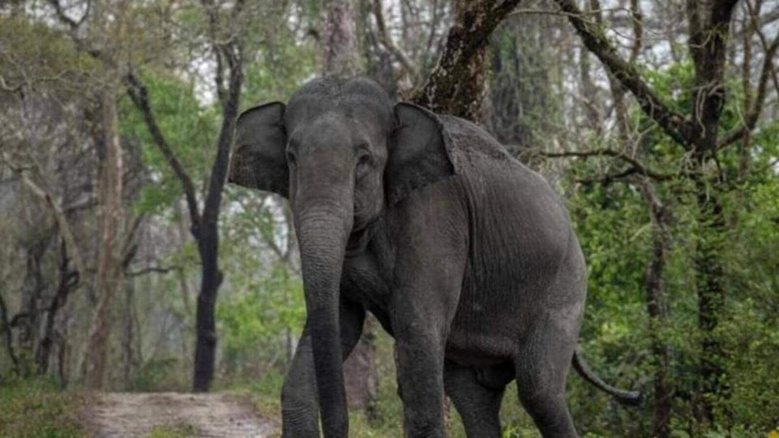 Chhattisgarh: 2 brothers trampled to death by wild elephant 