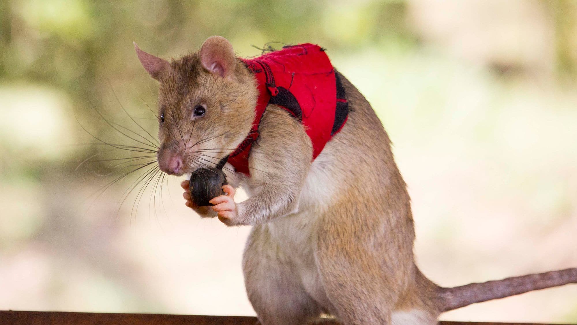 Rats could be latest weapon against wildlife trafficking; here's how 