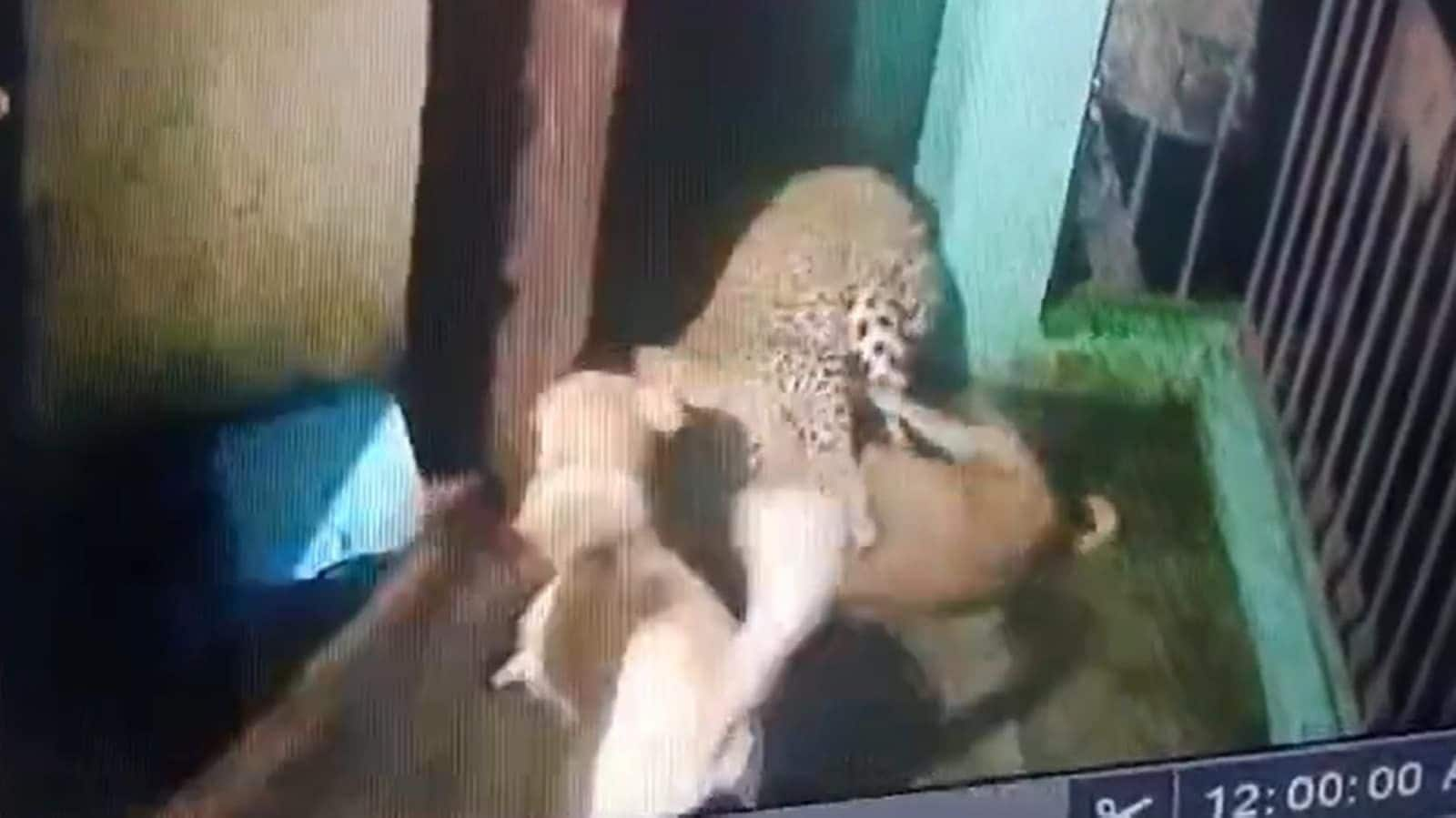 Video: Brave dogs stop leopard from entering Nainital home 