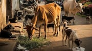 After Delhi, Rajasthan court orders drive to remove stray dogs