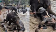 Woman killed after getting trapped between 2 fighting elephants 