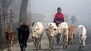 6-month jail, fine for law-breakers: Bengal enforces cow slaughter rules 
