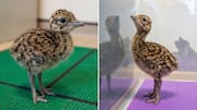 Critically endangered Bustard chick, guarded by 50 officials, feared eaten 