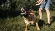 National-level para-athlete dies of rabies after dog attack in Odisha 