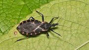 What is deadly Chagas disease, spread by 'kissing bugs' 
