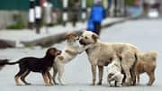 'Release after sterilization, immunization': Supreme Court modifies stray dog order