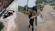 Rajasthan man chases, shoots dead 25 dogs in horrifying video 