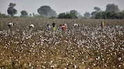 'Betraying farmers': Kejriwal criticizes Centre for removing cotton import duty  