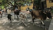 'Chase real crimes, not missing cows': Karnataka HC scolds police 