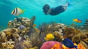 Snorkelers, head to the Galapagos for incredible marine life 
