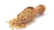Why you should add sorghum to your diet