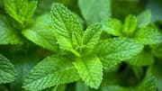 5 delicious ways to use fresh peppermint