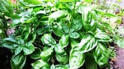 How to use basil leaves to soothe insect bites 
