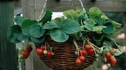 How to grow strawberries in hanging baskets