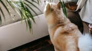 5 pet-safe houseplants for a dog-friendly home