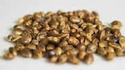 Hemp seeds: A simple superfood for everyday health