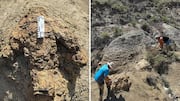 First adult T-rex footprints found in this US state