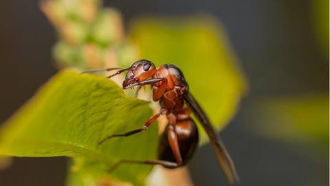 5 natural ways to get rid of pests 5 natural ways to get rid of pests