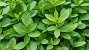 How to grow fenugreek without soil